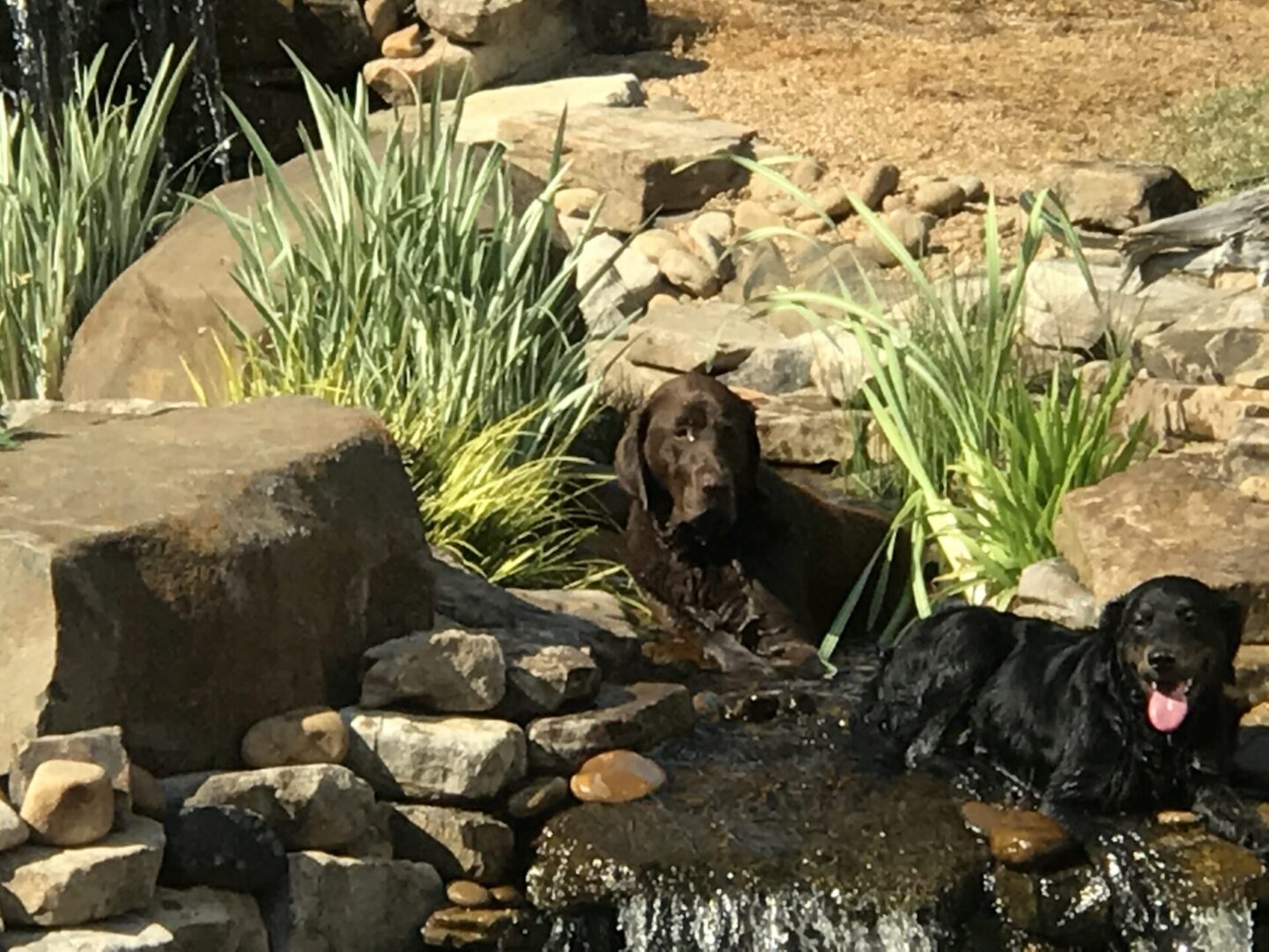 A dog is sitting in the grass near some rocks.