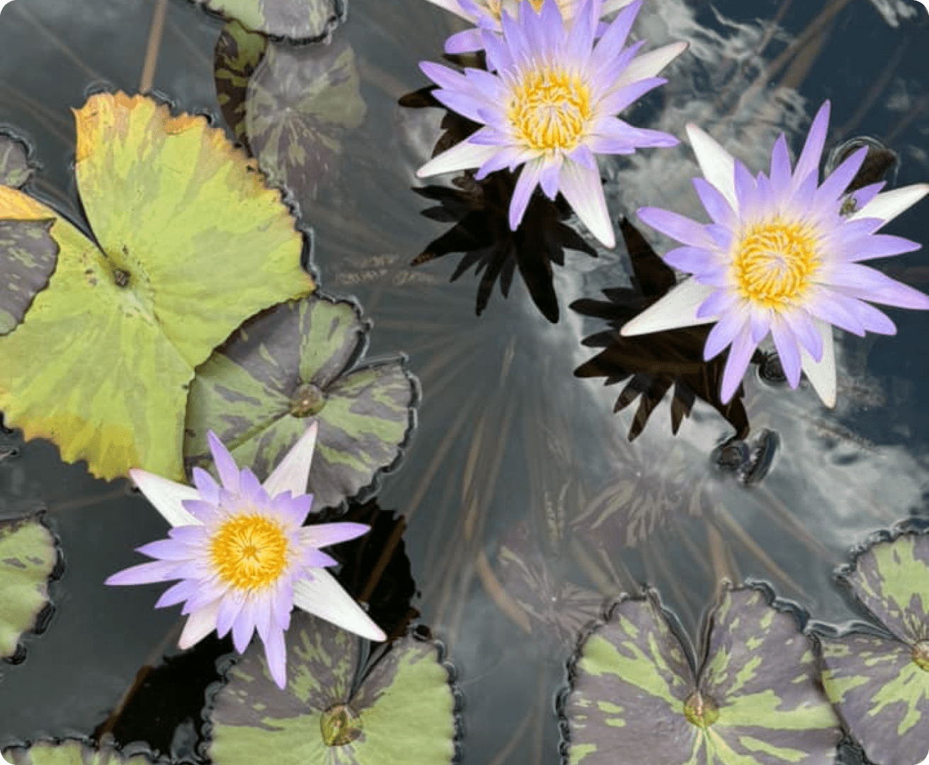 A group of purple flowers floating on top of water.