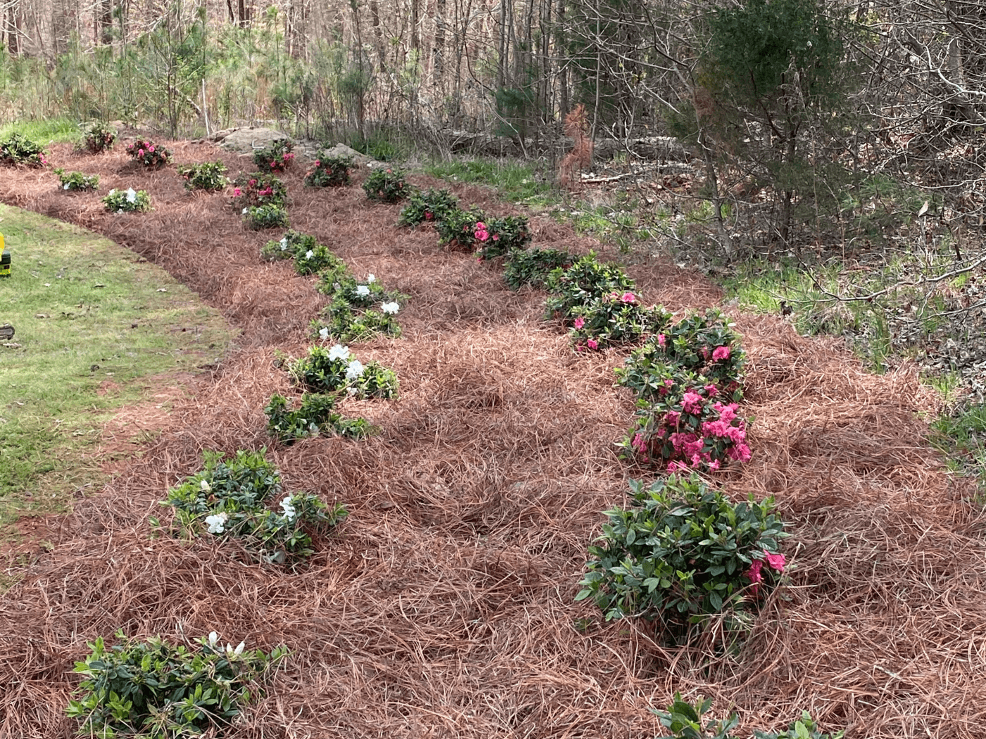 A path of mulch and flowers in the middle of a forest.