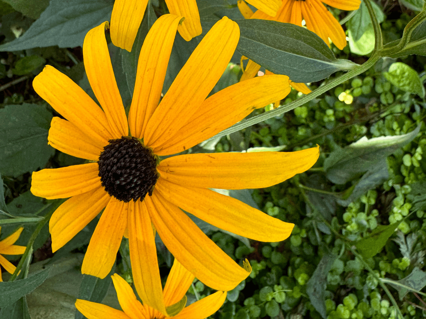 A close up of the flowers in the garden