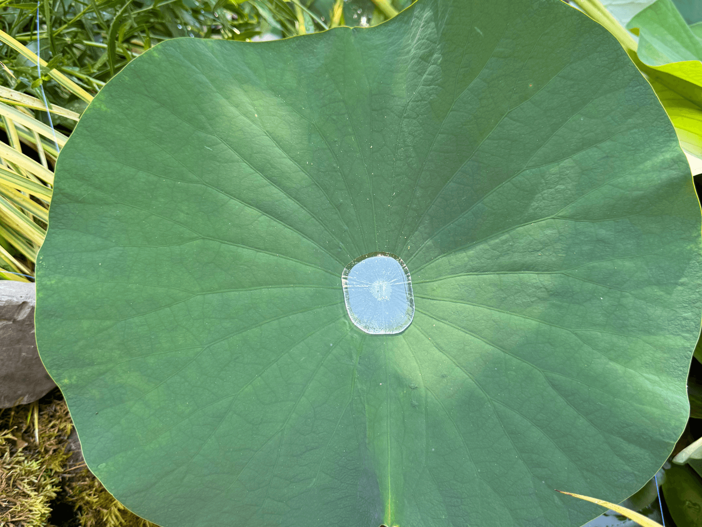 A close up of the leaf of a plant