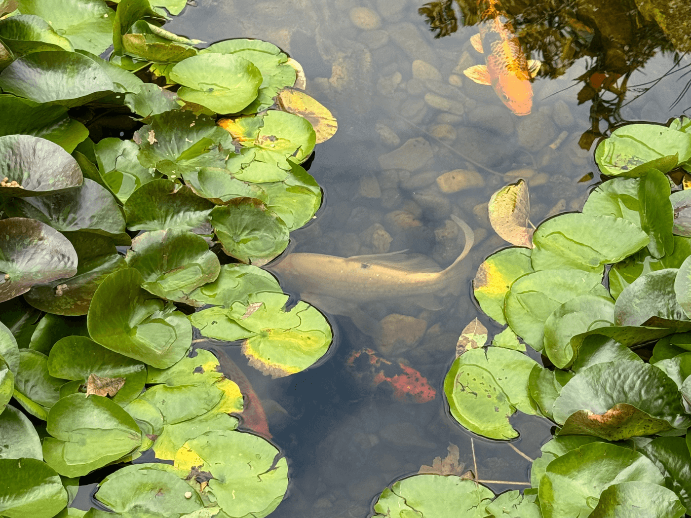 A pond with many green plants and fish