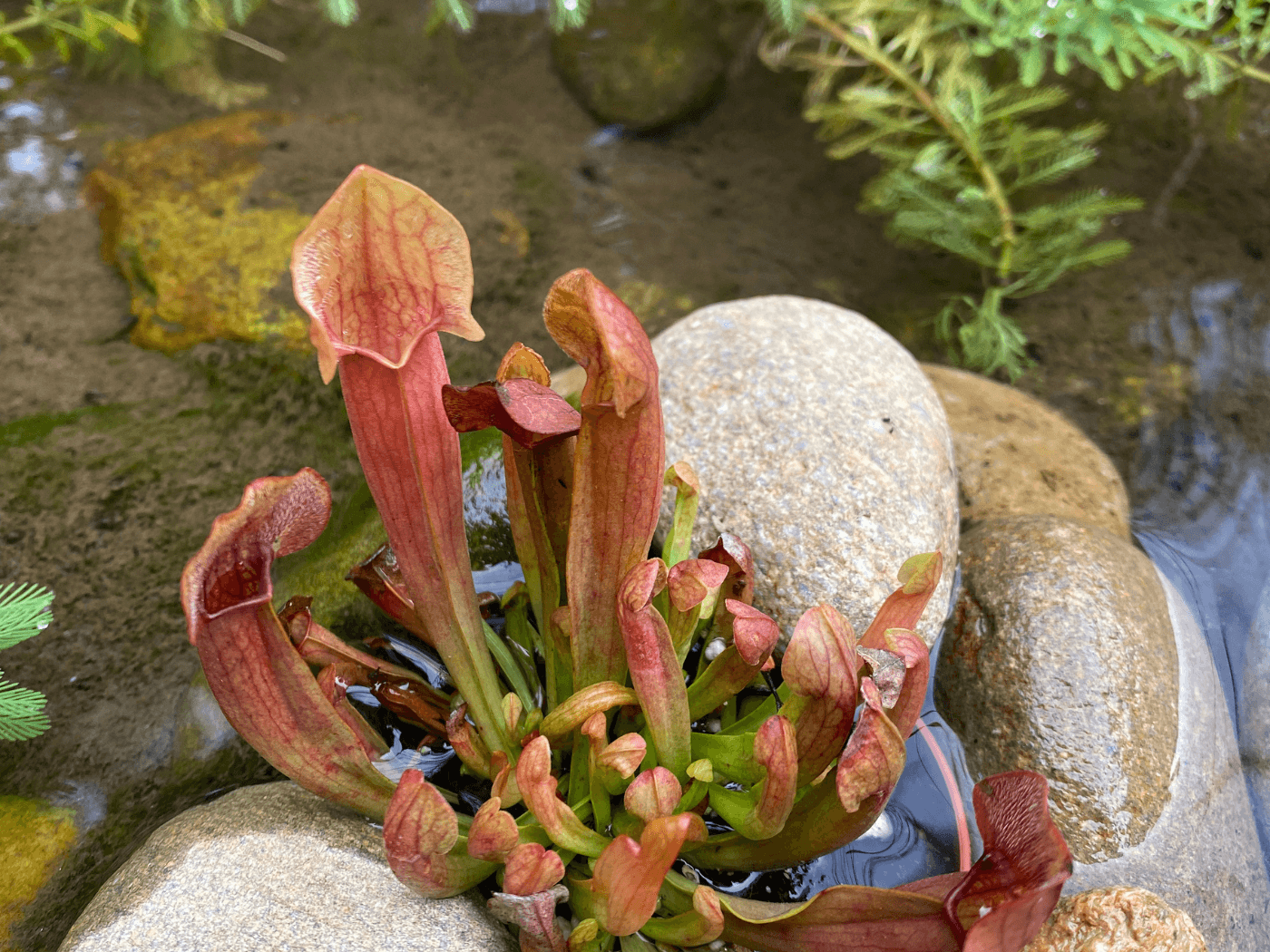 A plant that is growing in the dirt.