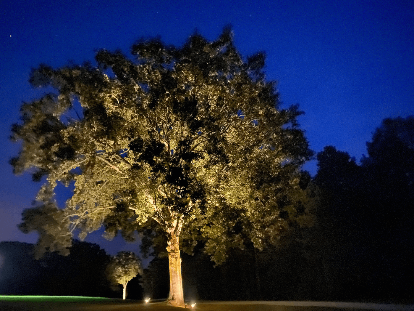 A tree with lights on it in the night.