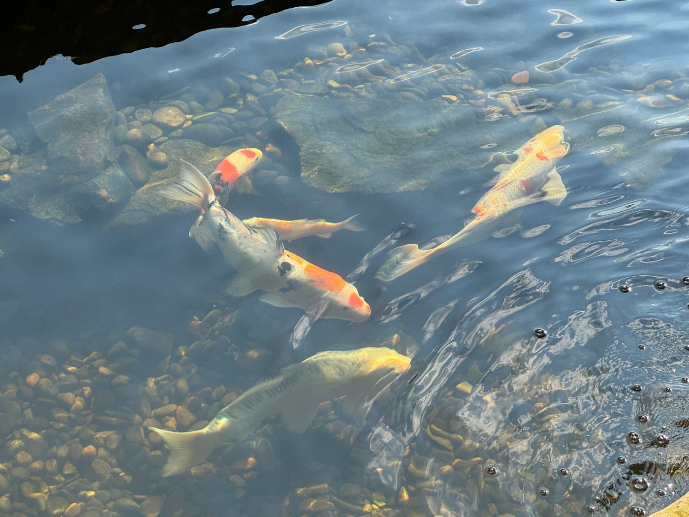 A group of fish swimming in the water.