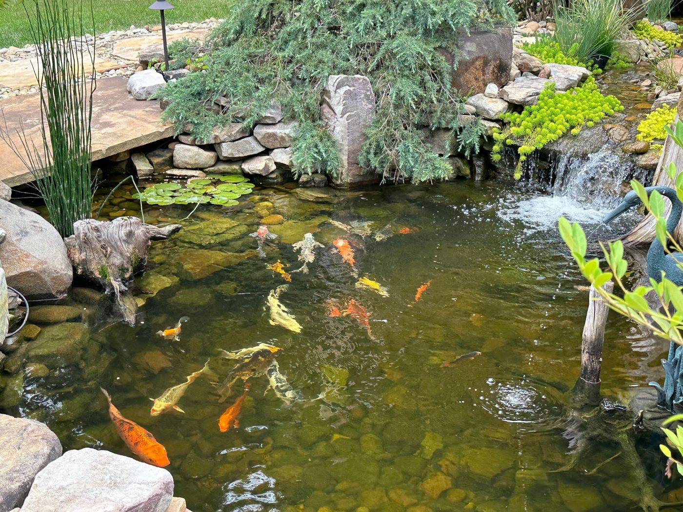 A pond with many different fish in it