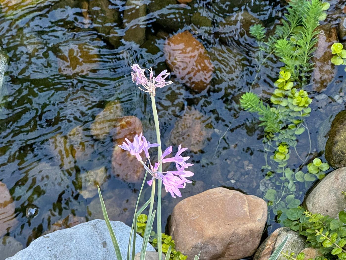 A pink flower is in the water near rocks.