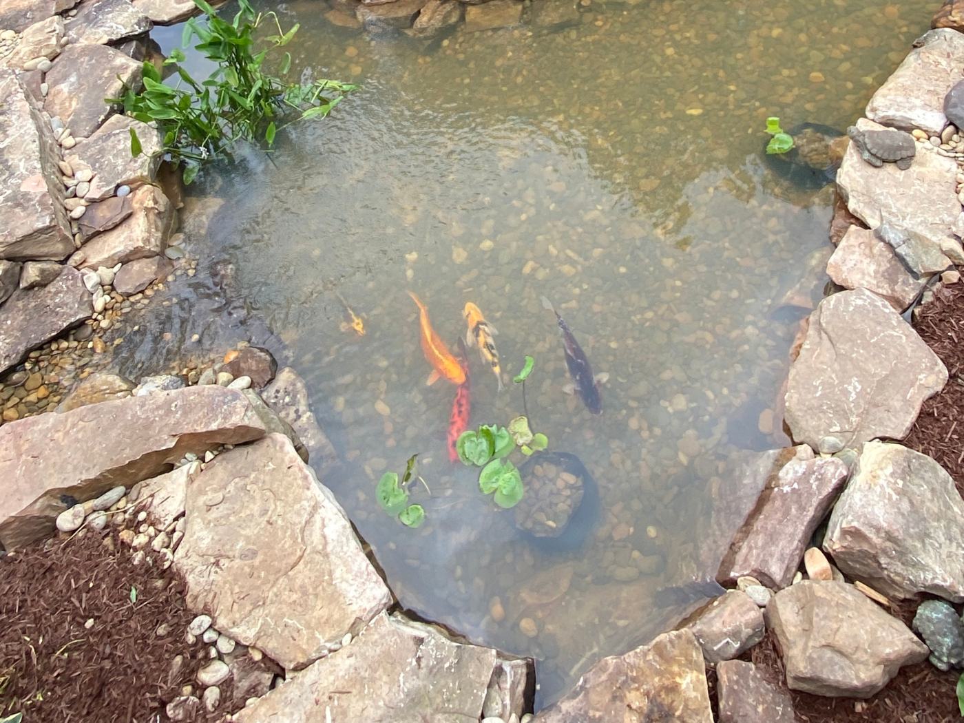 A pond with rocks and plants in it