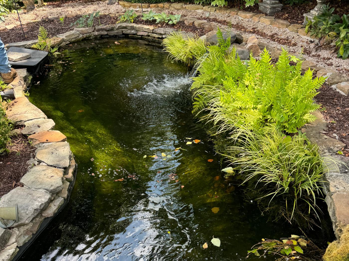 A pond with plants and rocks in it