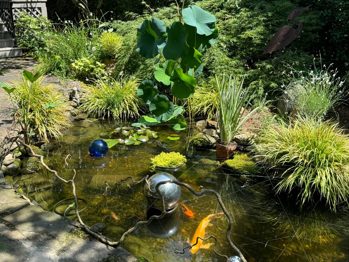 A pond with plants and fish in it