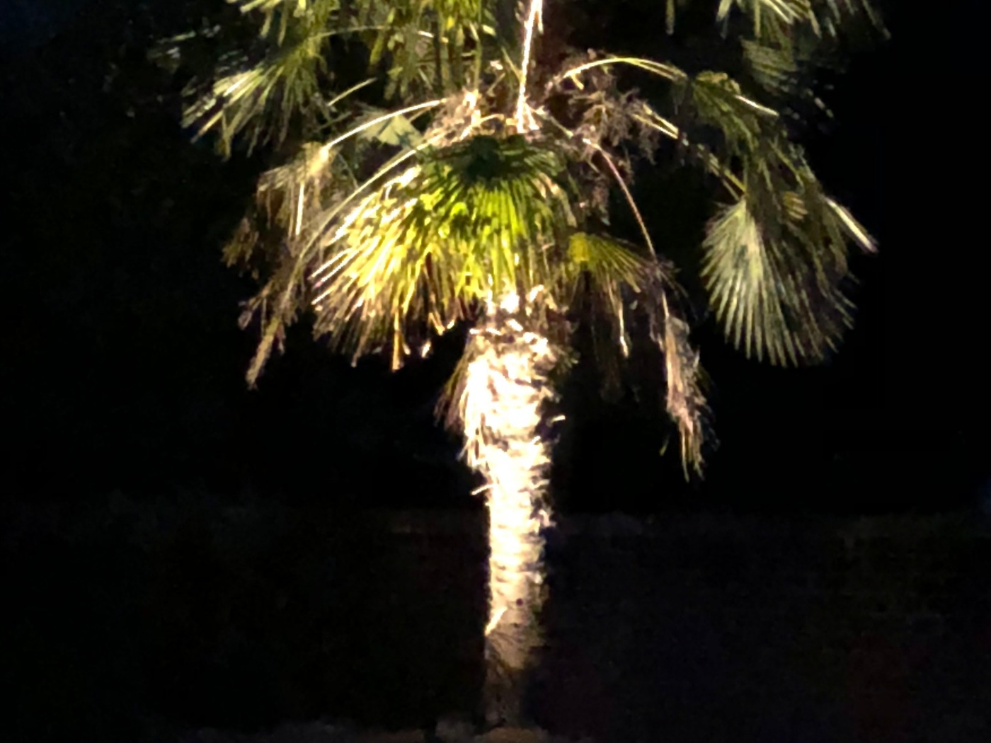 A palm tree lit up at night with the sun shining.