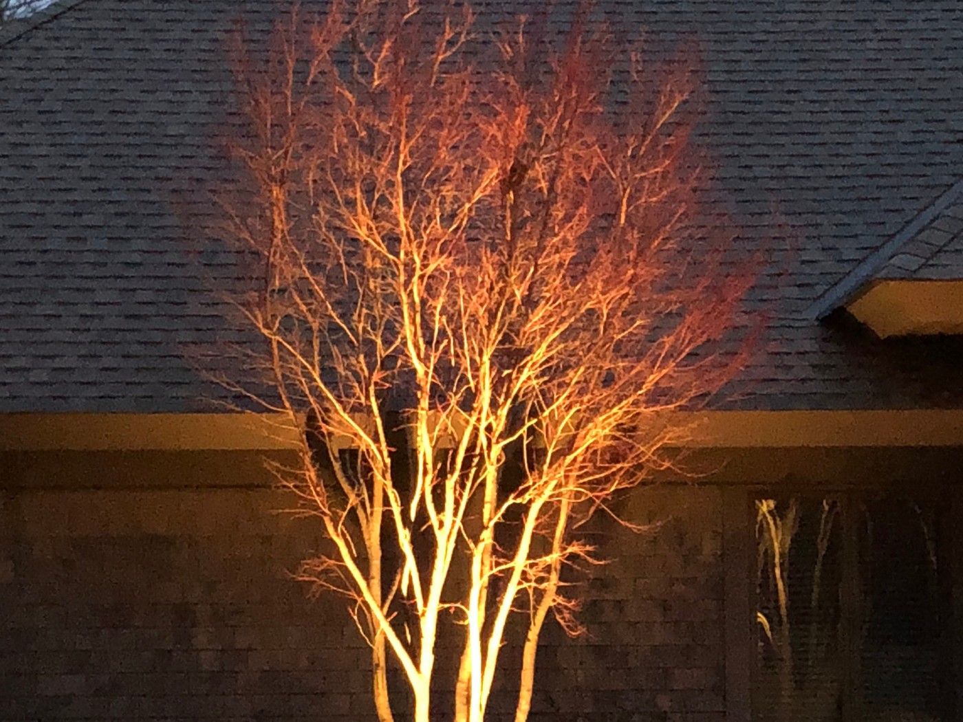 A tree with orange lights on it's branches.