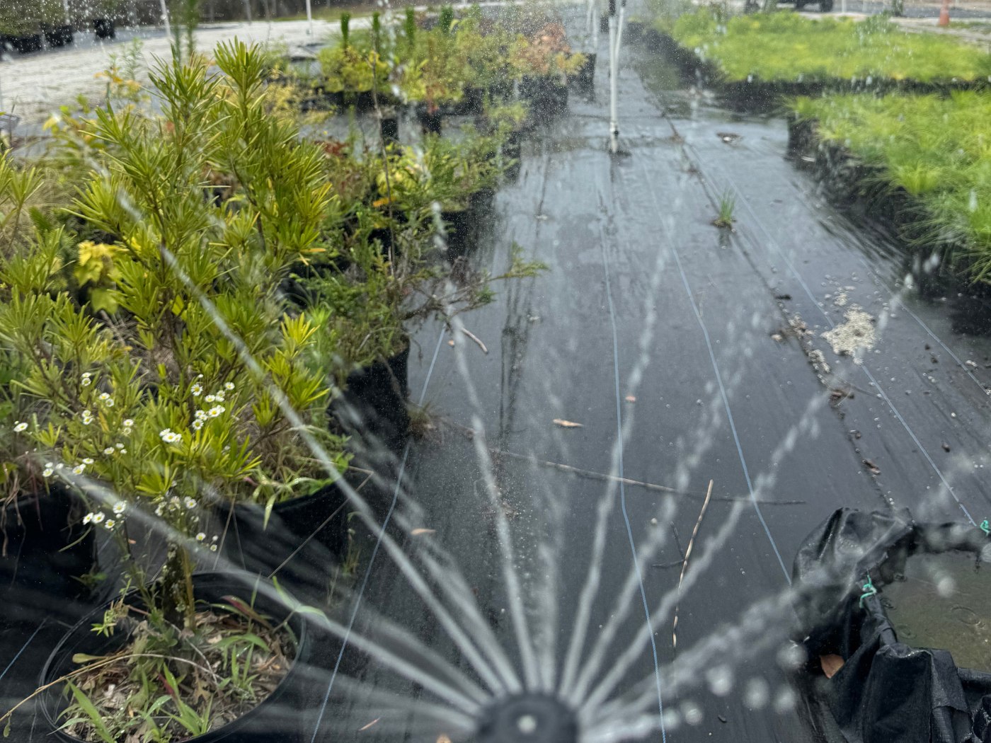 A water sprinkler system watering the grass.