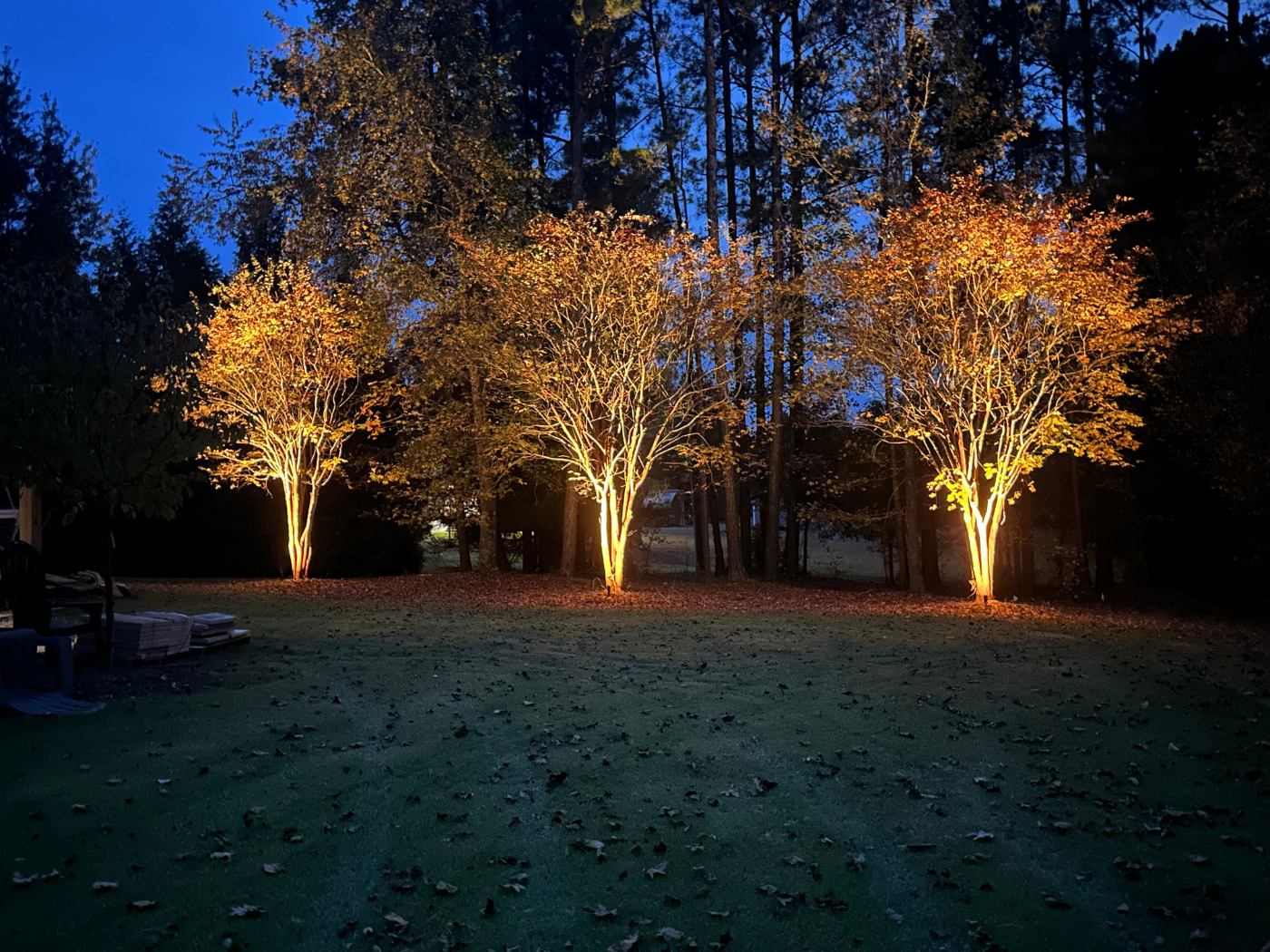 A group of trees lit up at night by lights.