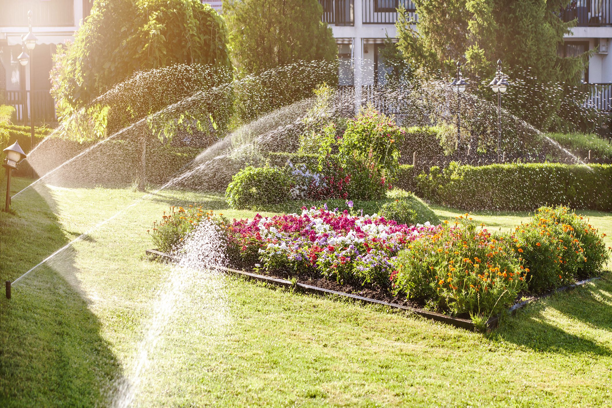Watering Grass, Lawn in Garden with Sprinklers. Modern Automatic Sprinkler Irrigation System. Garden Service. Landscape design.